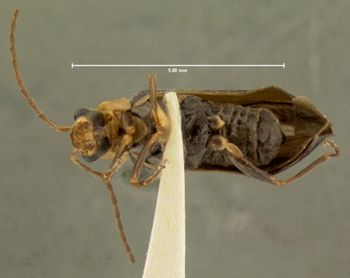 Media type: image;   Entomology 3399 Aspect: habitus ventral view
